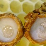 Пчелното млечице –уникален пчелен продукт 