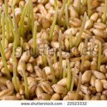 Защо е полезен зародишът от пшеница