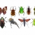 Как да се справим с насекомите в дома ни