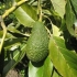 Как се отглежда авокадо