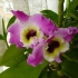 Как се отглежда орхидея Дендробиум