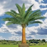 Как се отглежда финикова палма у дома