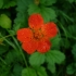 Омайниче - цветето на Купидон