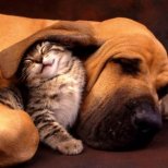 Уроци по кучешки и котешки език-Как да разбираме домашните любимци