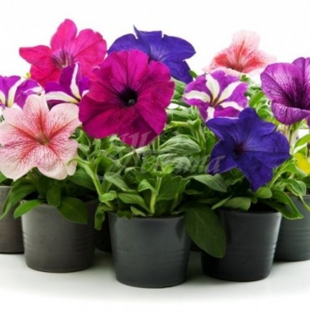 Пролетно отглеждане на растения вкъщи