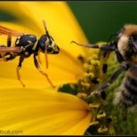 Какво да правим при ухапване от пчела, или оса