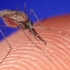 Как да се предпазим от комарите и с какво да мажем ухапването