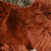Червен тибетски мастиф е най-скъпото куче в света