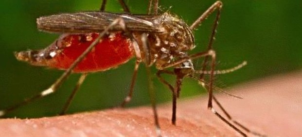Миризливите крака убиват комарите