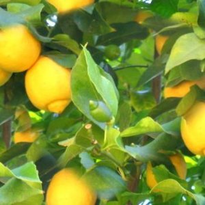 Диети с лимони 