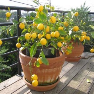 Как се обработва резницата на лимона