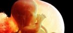 Какво не знаем за нероденото си дете