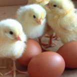 Какво трябва да знаем за яйцата