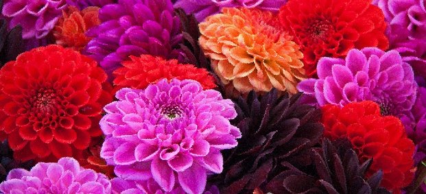 Цветята на есента – Хризантема Далия и Астра
