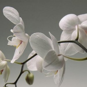 За орхидеите се използва специален почвен субстракт