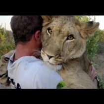 Връзката между двама мъже и лъвицата, която се гали като домашно коте-Видео