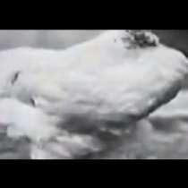 Невероятният Майк-пилето без глава, което живя 18 месеца-Видео