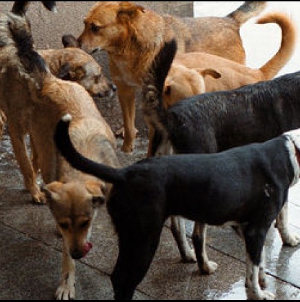 Преброиха, колко са бездомните кучета в София