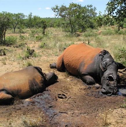Бракониери са убили над 100 носорози само за месец 