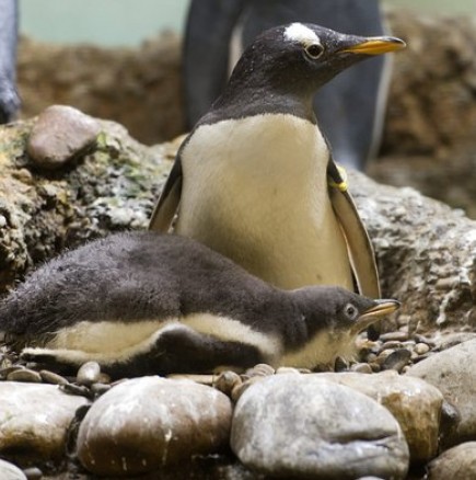 Кога се е появил първият пингвин?