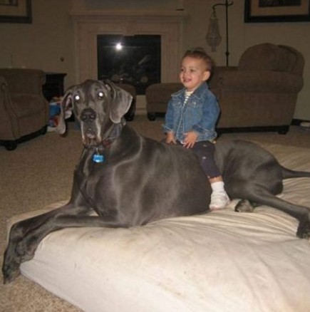 Най-голямото куче в света почина