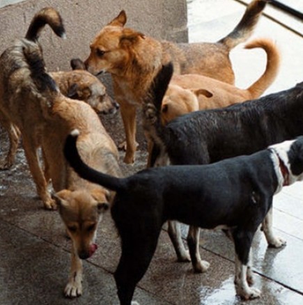 Община заплати на ухапана от куче жена обезщетение от 3 000 лева