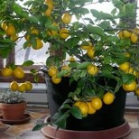 Лесно е да си отгледате лимоново дръвче у дома, няма нужда да го купувате!