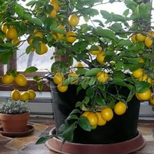 Лесно е да си отгледате лимоново дръвче у дома, няма нужда да го купувате!