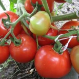 За да спасим реколтата от домати-Удачни начини за подхранване и да продължат да раждат и есента