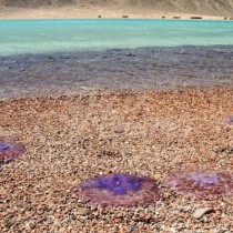 По-безопасно лято в Гърция: Карта на всички гръцки плажове, където се появиха медузи