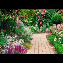 Правилни грижи за розите и другите цветя в градината през юли-Пресаждане и борба с маната
