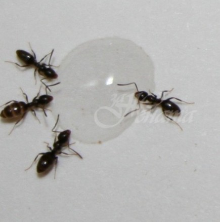 Най-добрите начини да се справим с досадните мравки