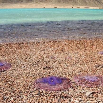 По-безопасно лято в Гърция: Карта на всички гръцки плажове, където се появиха медузи