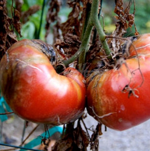 5 рецепти, които ще ви помогнат да се справите с опасна болест по доматите