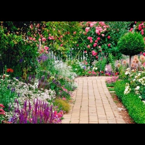 Правилни грижи за розите и другите цветя в градината през юли-Пресаждане и борба с маната