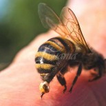 Ако ви ужили пчела, не бива да пиете алергозан!