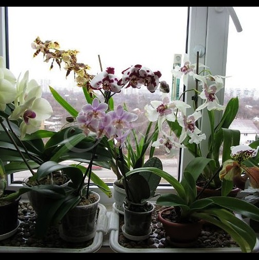 Правилни грижи за орхидеи в саксия