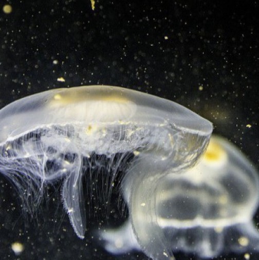 Опасни ли са черноморските медузи
