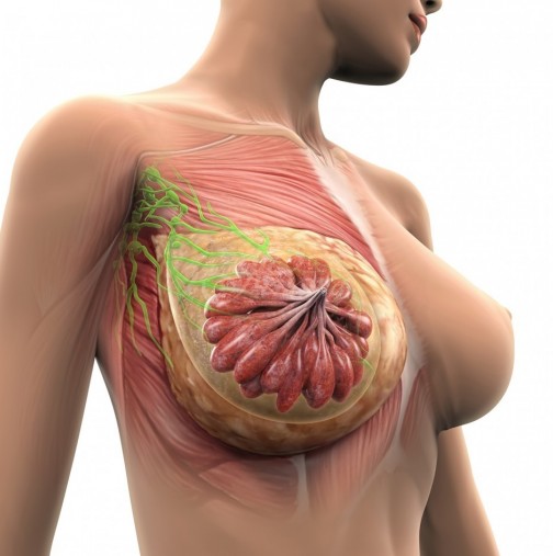 Учени разбраха коя е главната причина за заболяването от рак на гърдата