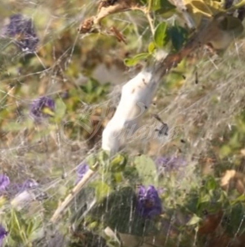 Гигантски паяци обвиха цял гръцки остров в паяжини
