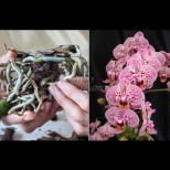 Какво да правим с корените на орхидеята, за да върнем към живот любимата си красавица: