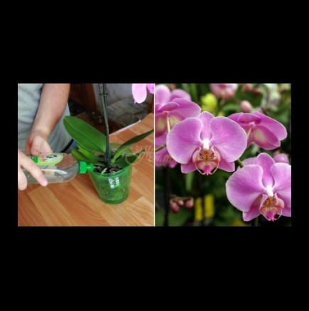 Евтина тор за орхидея. Само няколко поливания и орхидеята ви ще цъфти като обезумяла 