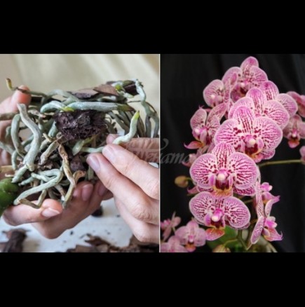 Какво да правим с корените на орхидеята, за да върнем към живот любимата си красавица: