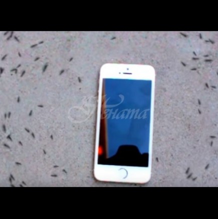 Мравки правят смъртоносен кръг около телефон, когато започне да звъни