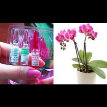 Витаминен коктейл за орхидеи - бърза реанимация за отчайващи случаи. За пищен цвят и здрави листа: