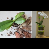 11 идеи, които ми даде моята приятелка- градинарка как да засадя и декорирам моите красавици (снимки)