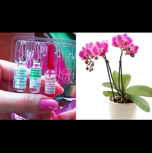 Витаминен коктейл за орхидеи - бърза реанимация за отчайващи случаи. За пищен цвят и здрави листа:
