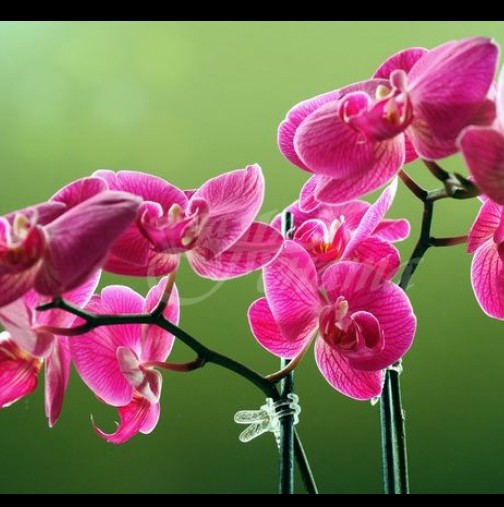 На съседката орхидеите цъфтят като полудели, моите са като марули. Е накрая ми издаде тайната си