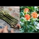 Вкореняване на роза във вестник - уникален метод със 100% успешен резултат