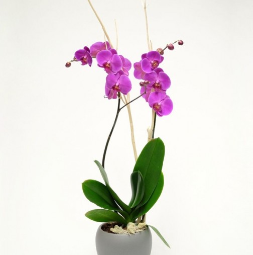 Мощната енергия на орхидеята в дома ви